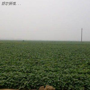 如今紫薯種植曾經進冠縣樂農紫薯一家專業從事紫薯種植和紫薯深加工商品消費的公司,自成立以來不斷本著踏實做事、助桀為虐的態度誠信運營,從不因小失大、貪圖一時廉價刁難客戶。近年來我協作社著力開展紫薯的深加工商品,基于原料劣勢每年少量消費優價廉、養分安康的紫薯粉條,紫薯全粉、粉絲,紫薯面條、紫薯泥等系列商品在省市設代理與零售,保證一切商品全部都是純,無任何色素添加。