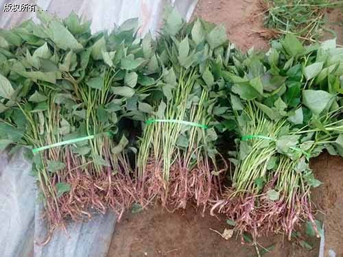 秋季紅薯苗種植種植什么樣的紅薯苗好