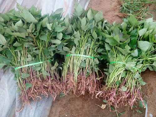 大麥苗可以做粉紅薯苗可以嗎