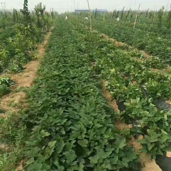 除了種植烤薯型煙薯25紅薯苗還可以種植那些烤薯紅薯苗