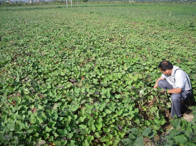 樂農甘薯苗種植基地紅薯苗紫薯苗供應