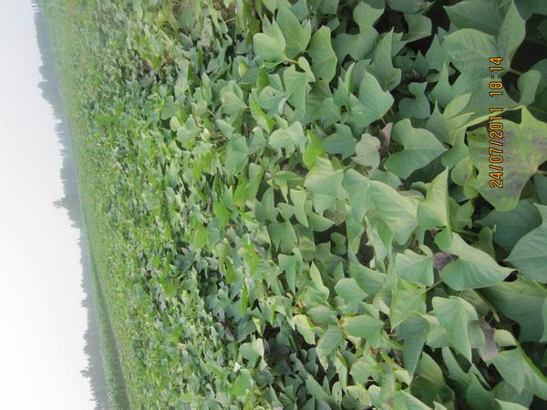 tNֲع(yng)(yu)|(zh)19t