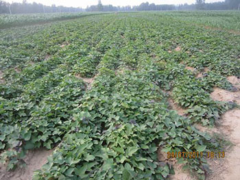 tƷNȫNֲʲôtõعl(f)