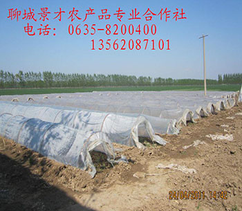 t繩(yng)MṩNֲg(sh)