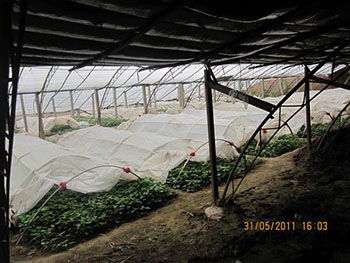 紅薯苗育苗基地早熟型龍薯9紅薯苗供應(yīng)