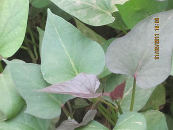 濟薯25紅薯苗批發價格濟薯25紅薯苗種植技術