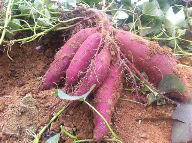 安徽哪里有普薯32紅薯苗為什么普薯32紅薯苗那么受歡迎