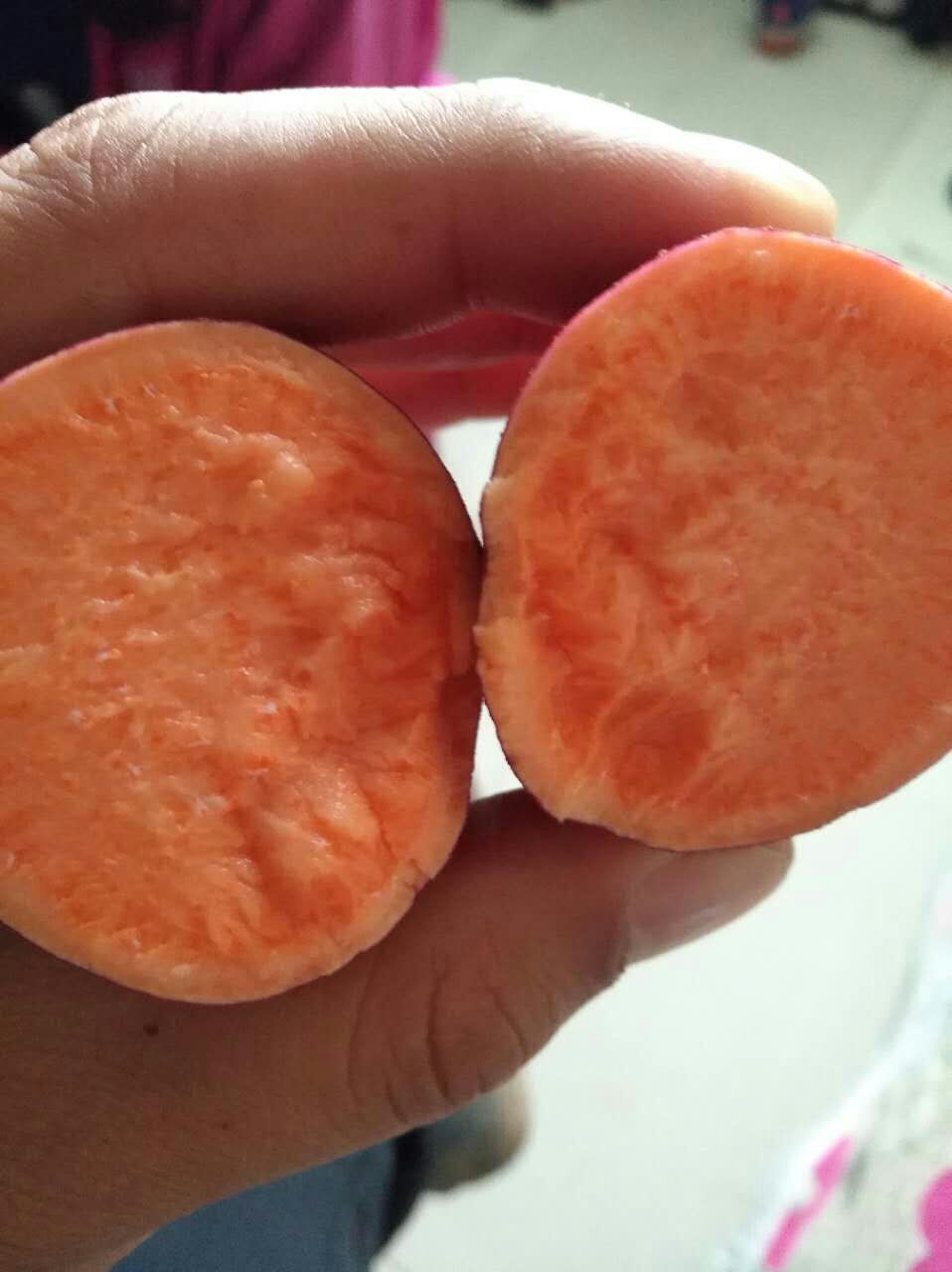 安徽哪里有普薯32紅薯苗為什么普薯32紅薯苗那么受歡迎