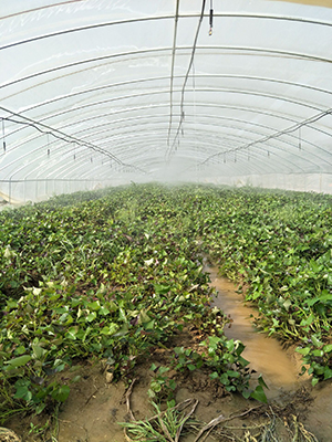 煙薯25地瓜苗批發價格煙薯25地瓜苗今年行情