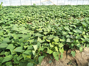 早熟紅薯苗品種龍薯9高產早熟龍薯9紅薯苗出售