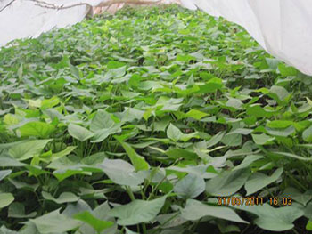 (ni)Stl(f)r(ji)(ni)SF(xin)мt