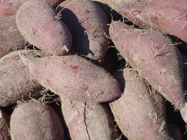 FھW϶{DĲܳԡ҂һǲDʳƷϸϼt҂ԵļtļtĸһӶǞʲôϵأ䌍HDʳWcͨtࡣͨtĠIBɷ⣬߀NSؼ\F10NVԪءоSEС9.5SCO10ࡣдHwɻؕI߀ƼLCwKoSʳwSɴMcθӣcǻȵж|